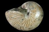 Polished Fossil Nautilus (Cymatoceras) - Madagascar #157819-1